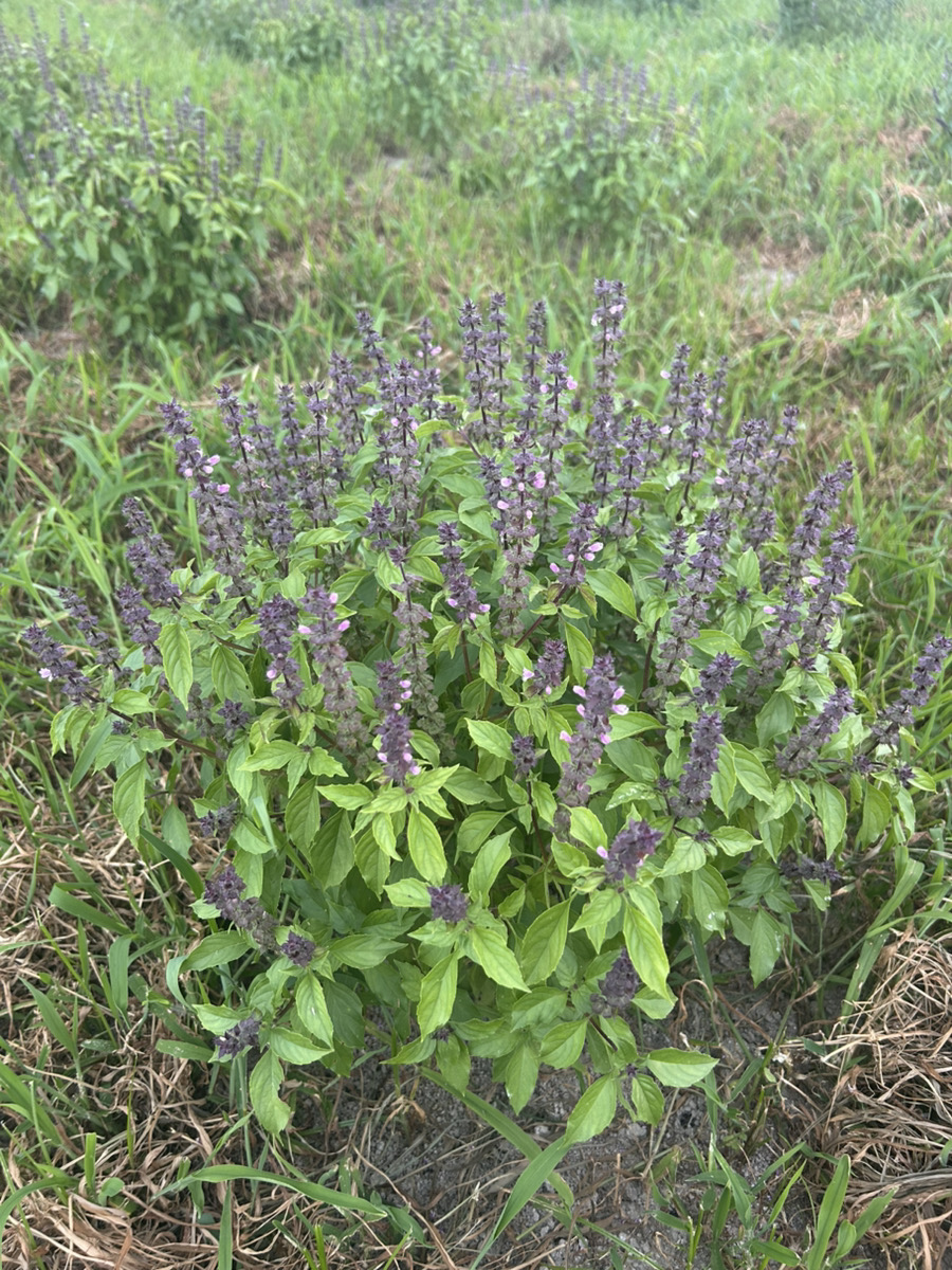 紫の花を咲かせるホーリーバジルの畑
